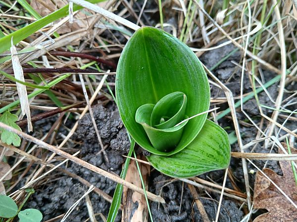 Orchis purpurea  - Alain Falvard