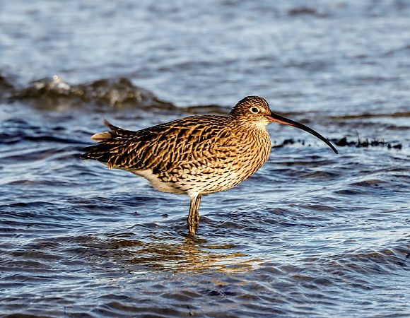 Brachvogel (Großer)  - Tobias Hoppe-Seyler