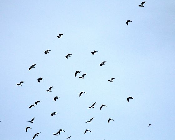 Pavoncella  - Alessio Mannello