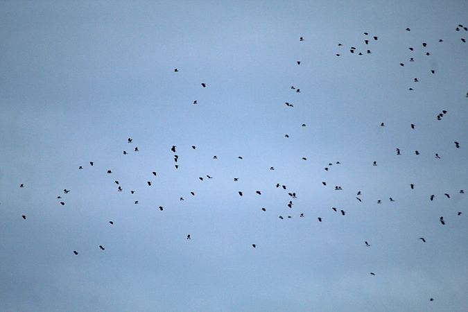 Pavoncella  - Alessio Mannello