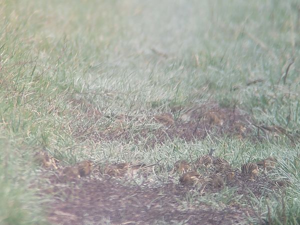 rzepołuch  - Tomasz Knioła