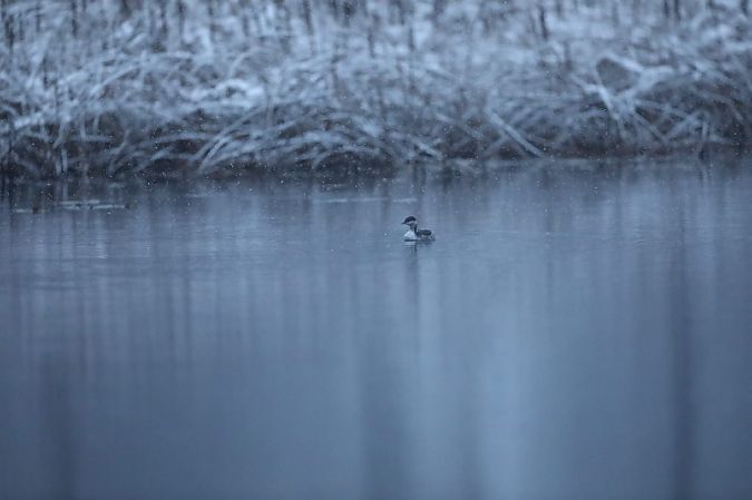 perkoz rogaty  - Marcin Modrzewski