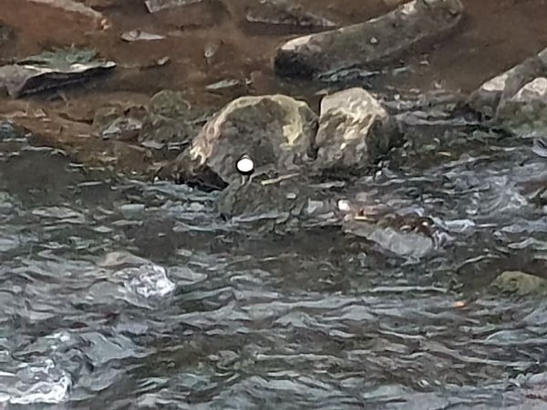 Wasseramsel  - Norman Wagner