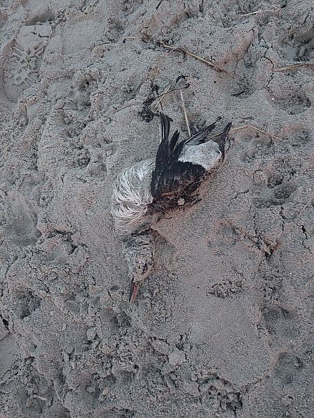 Trottellumme  - Rolf Schauder