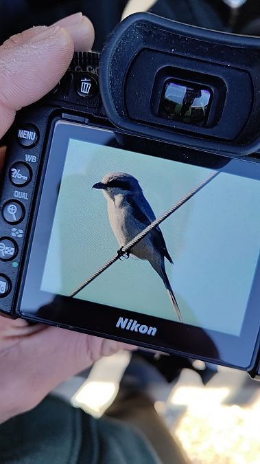 Averla maggiore  - Pierluigi Serravalle