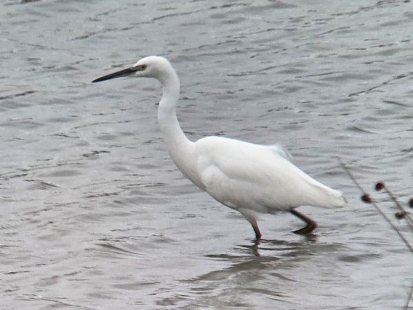 Seidenreiher  - Tom Wildemann