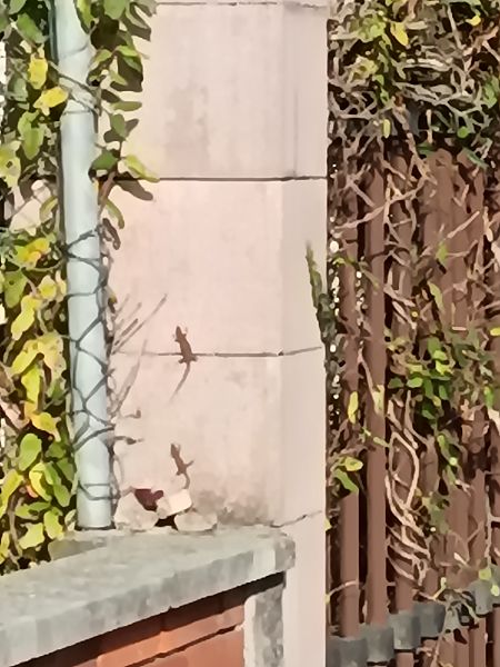 Lucertola muraiola  - Tiziano Fiorenza (FVG)