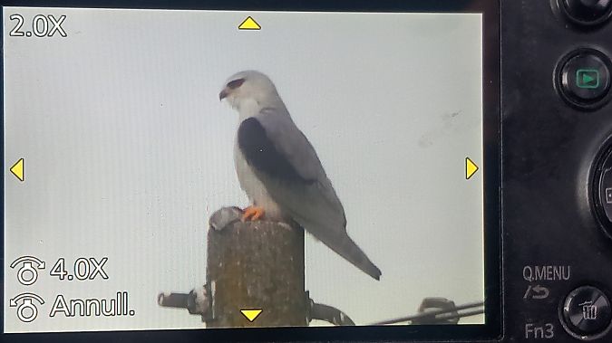 Nibbio bianco  - Menotti Passarella