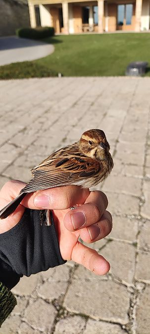 Repicatalons  - Beñat Olano Casasús