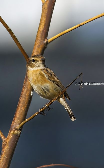 Bitxac comú  - Jose Molis