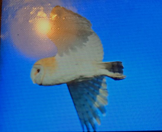 Barbagianni  - Mauro Fenati