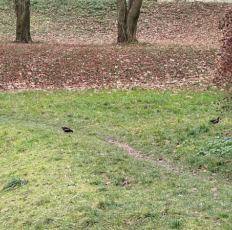 Common Moorhen  - Kacper Mikulski