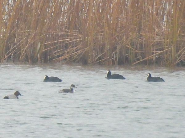 perkoz rdzawoszyi  - Natalia Gorczowska