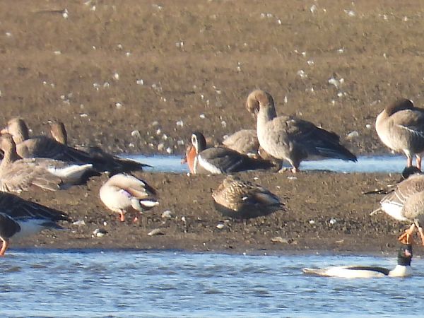 bernikla rdzawoszyja  - Kacper Mikulski