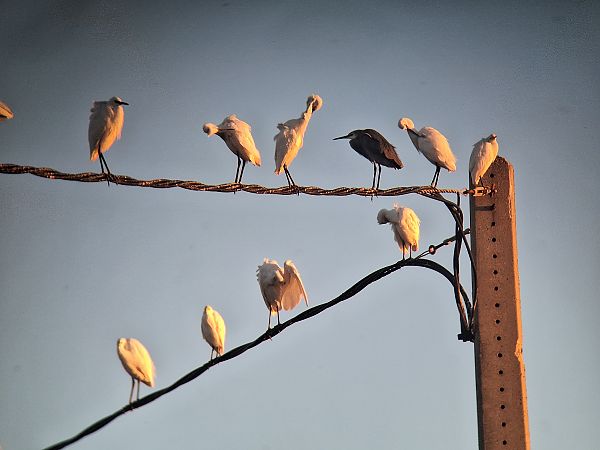 Híbrid de martinet blanc i dels esculls  - Oriol Clarabuch
