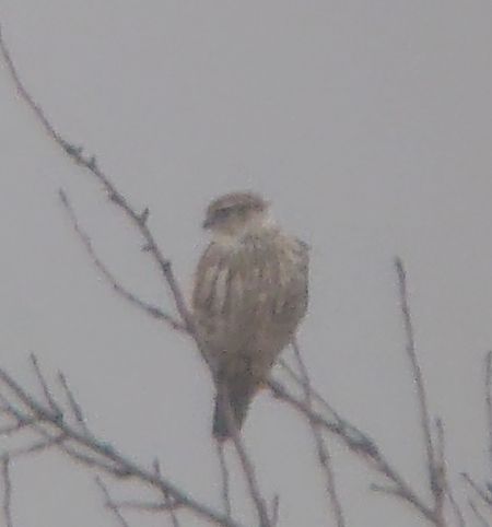 Faucon émerillon  - Monika Żochowska