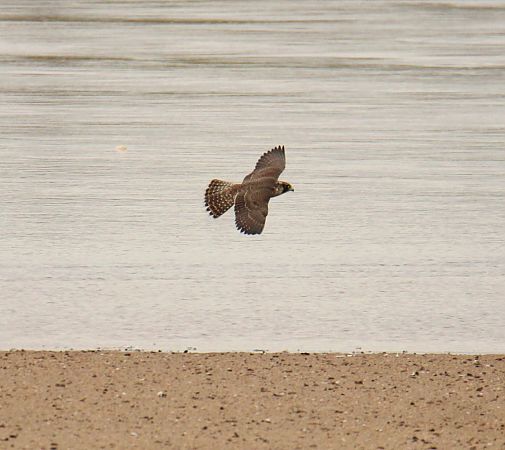 sokół wędrowny  - Krzysztof Nowak