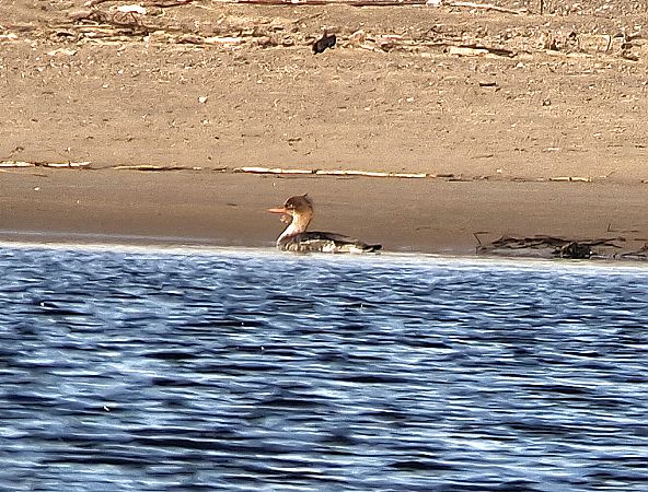 szlachar  - Piotr Paluch