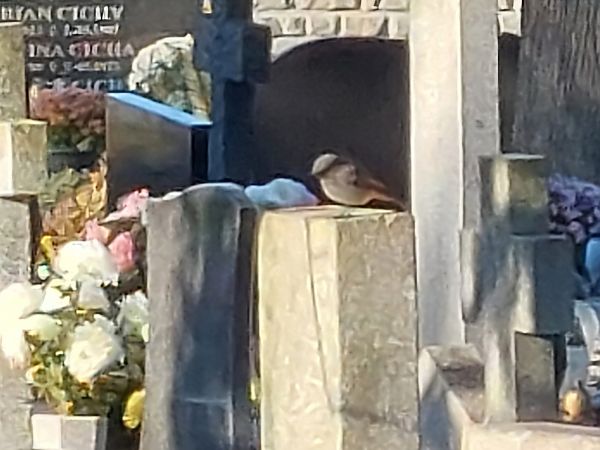 kopciuszek  - Andrzej Dylik