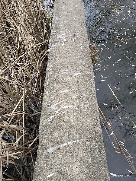 Martin-pêcheur d'Europe  - Jarosław Słowikowski