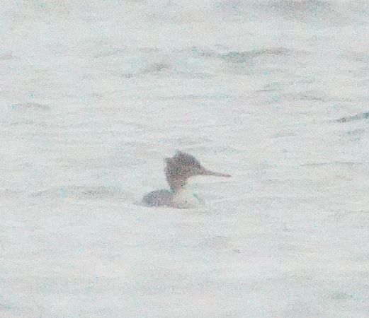 szlachar  - Monika Żochowska