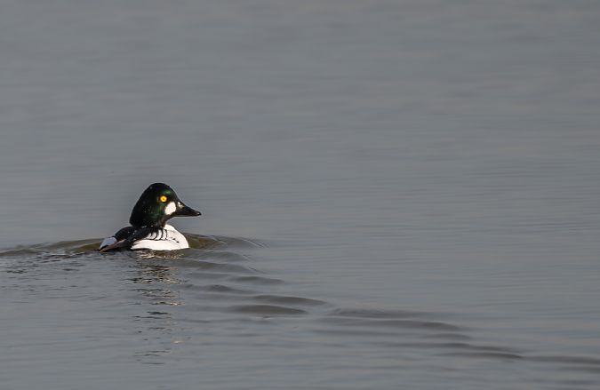 Quattrocchi  - Mauro Fenati