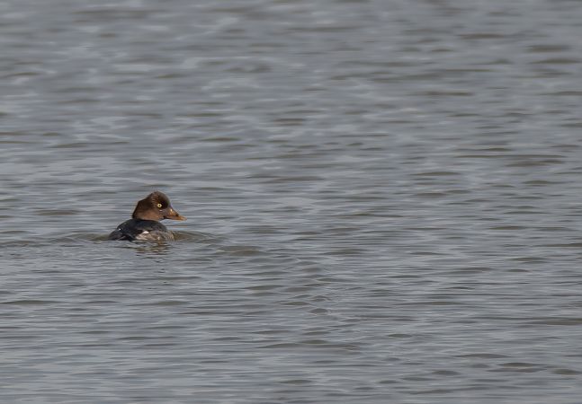 Quattrocchi  - Mauro Fenati