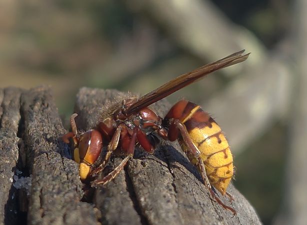 Vespa crabro  - Alberto Manganaro