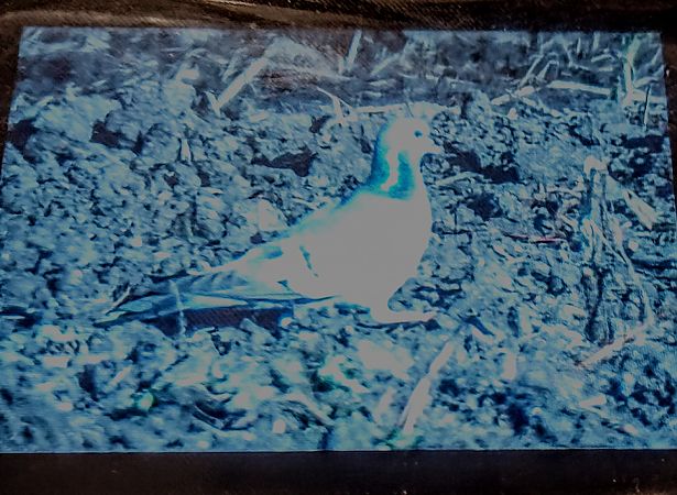 Colombella  - Mauro Fenati