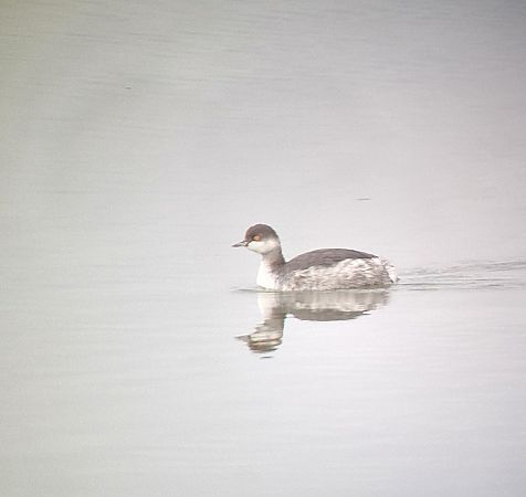 zausznik  - Tomasz Zarzycki