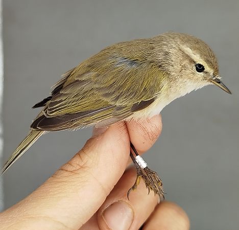 Mosquiter comú siberià  - Àlex Fonollosa Caballer