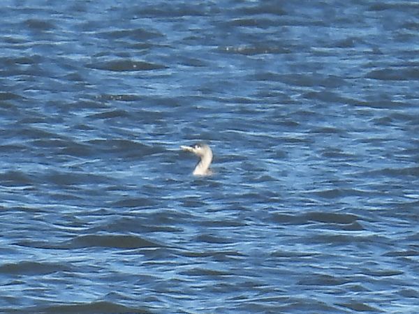 nur rdzawoszyi  - Kacper Mikulski