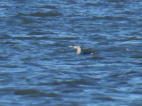 Plongeon catmarin  - Kacper Mikulski