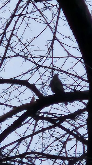 paszkot  - Anna Kamilewicz-Wicik