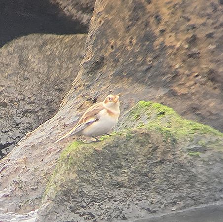 śnieguła  - Krzysztof Wawrzyniak