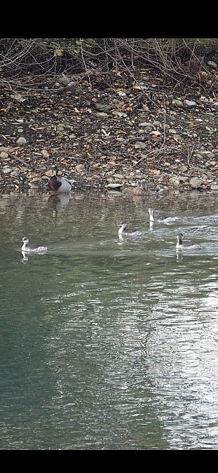 Grèbe jougris  - Christine Ludwig