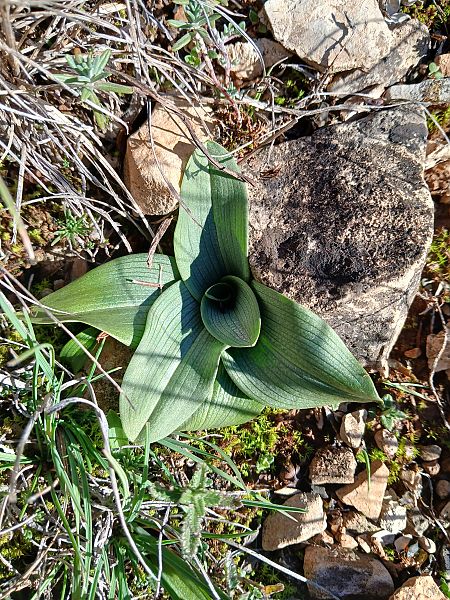 Ophrys indet. group. sphegodes  - Alain Falvard