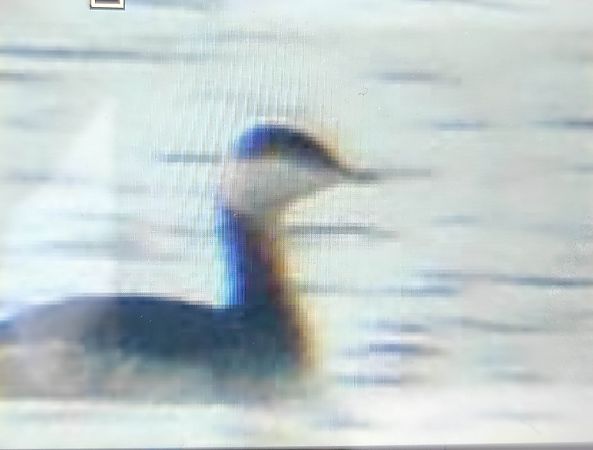 perkoz rogaty  - Szymon Kaczmarek