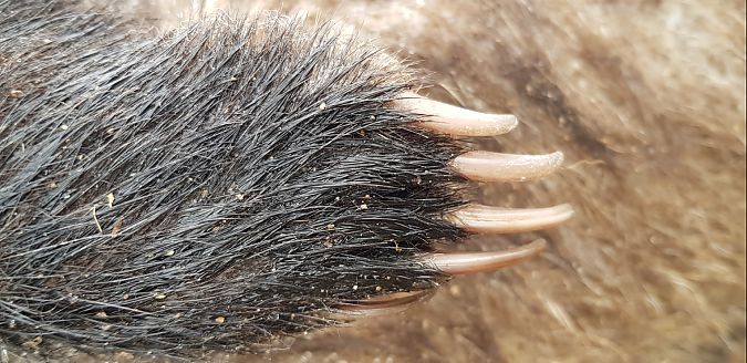 Tasso  - Giuseppe Di Lieto