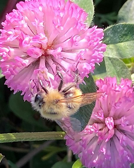Bombus pascuorum  - Maria Rita Gelso