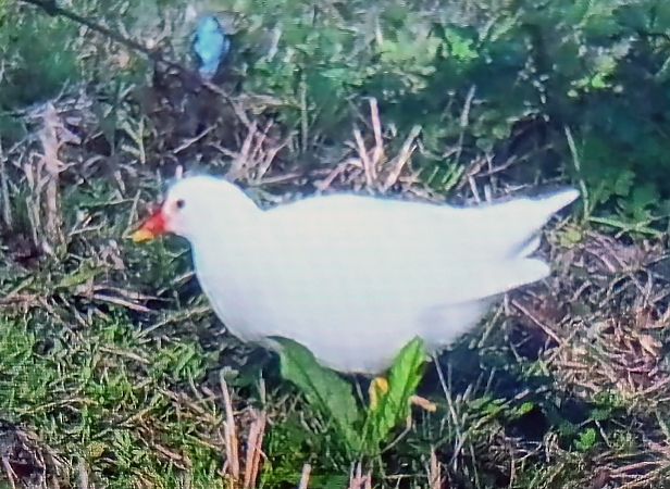 Gallinella d'acqua  - Mauro Fenati