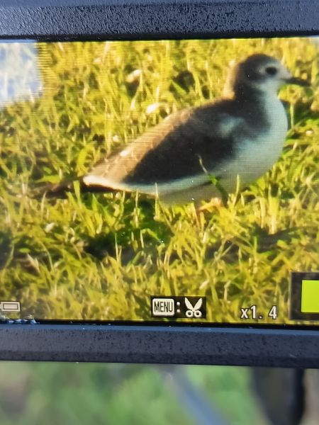 Schwalbenmöwe  - Jochen Schröder