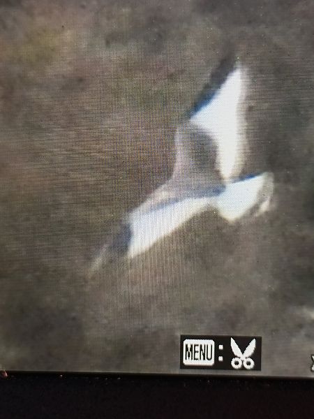 Schwalbenmöwe  - Jochen Schröder