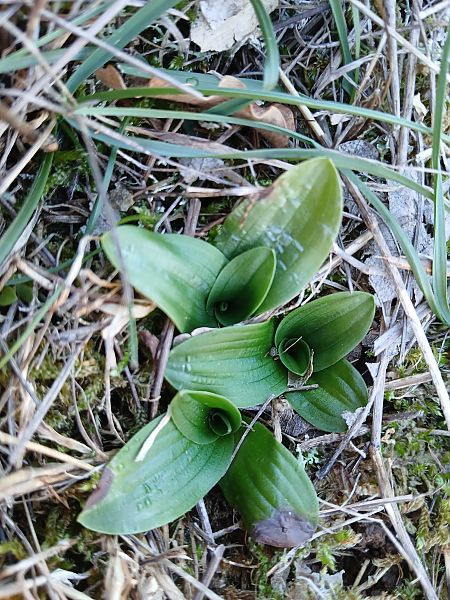 Orchis anthropophora  - Alain Falvard