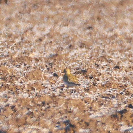 Pluvier doré  - Chris Zlatar