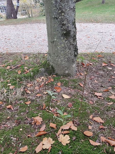Epipactis helleborine  - Florent Huon