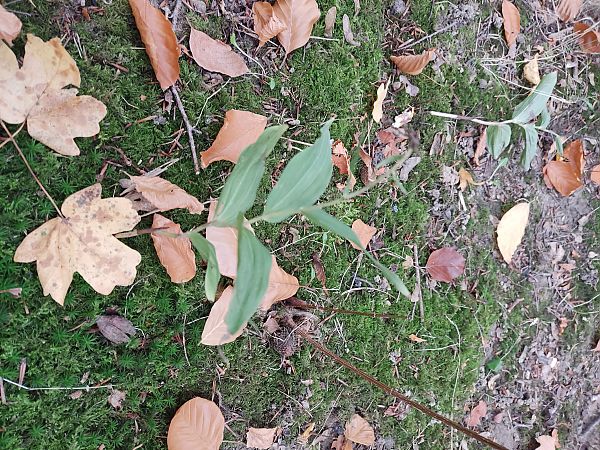 Epipactis helleborine  - Florent Huon