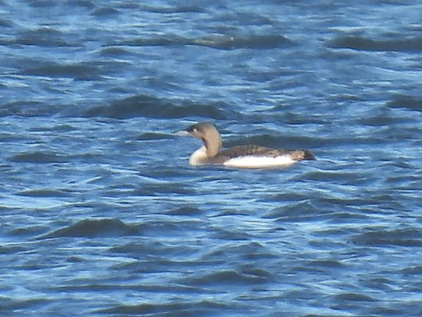 nur czarnoszyi  - Kacper Mikulski