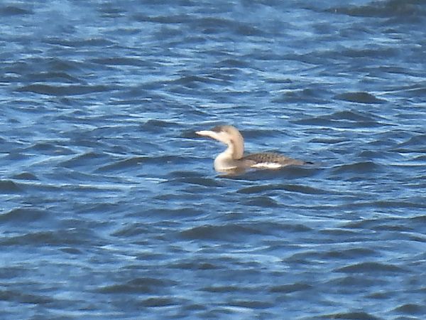 nur czarnoszyi  - Kacper Mikulski