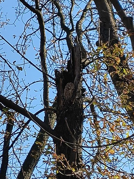 Tawny Owl  - Jarosław Słowikowski